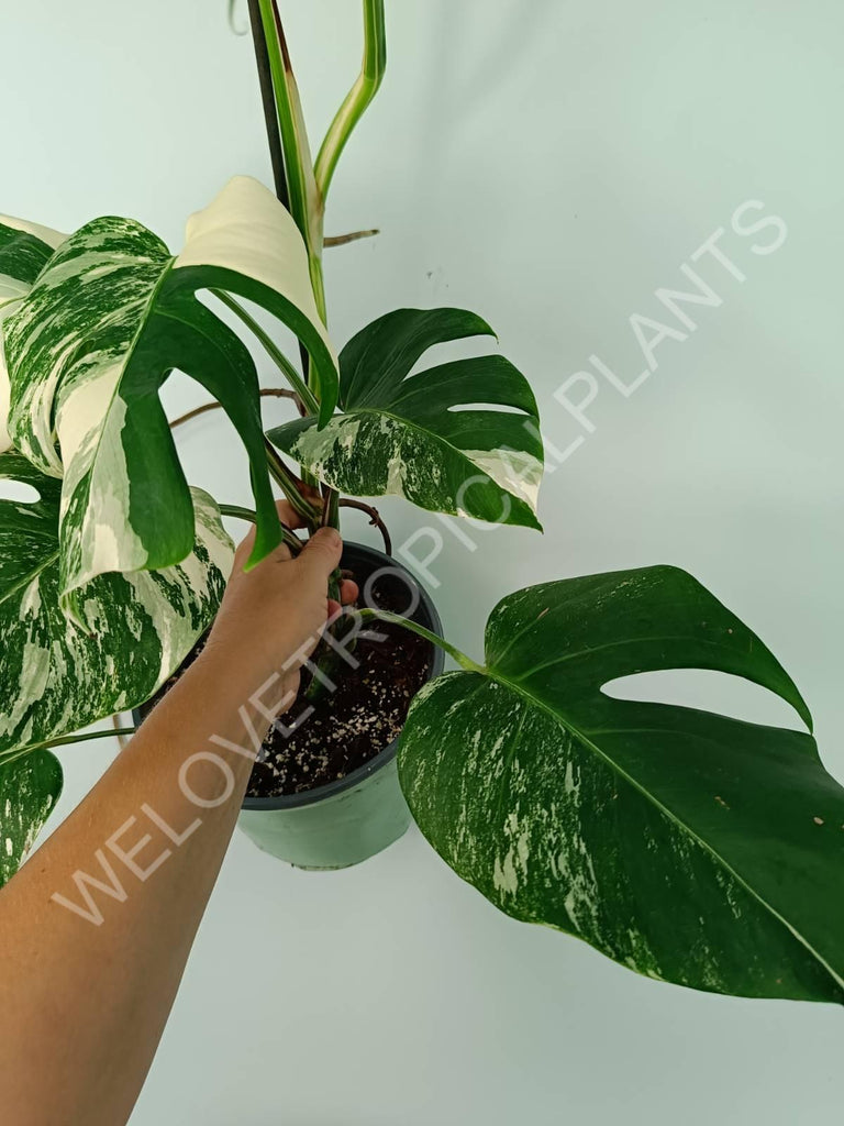 Monstera variegata albo