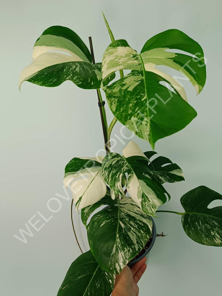 Monstera variegata albo