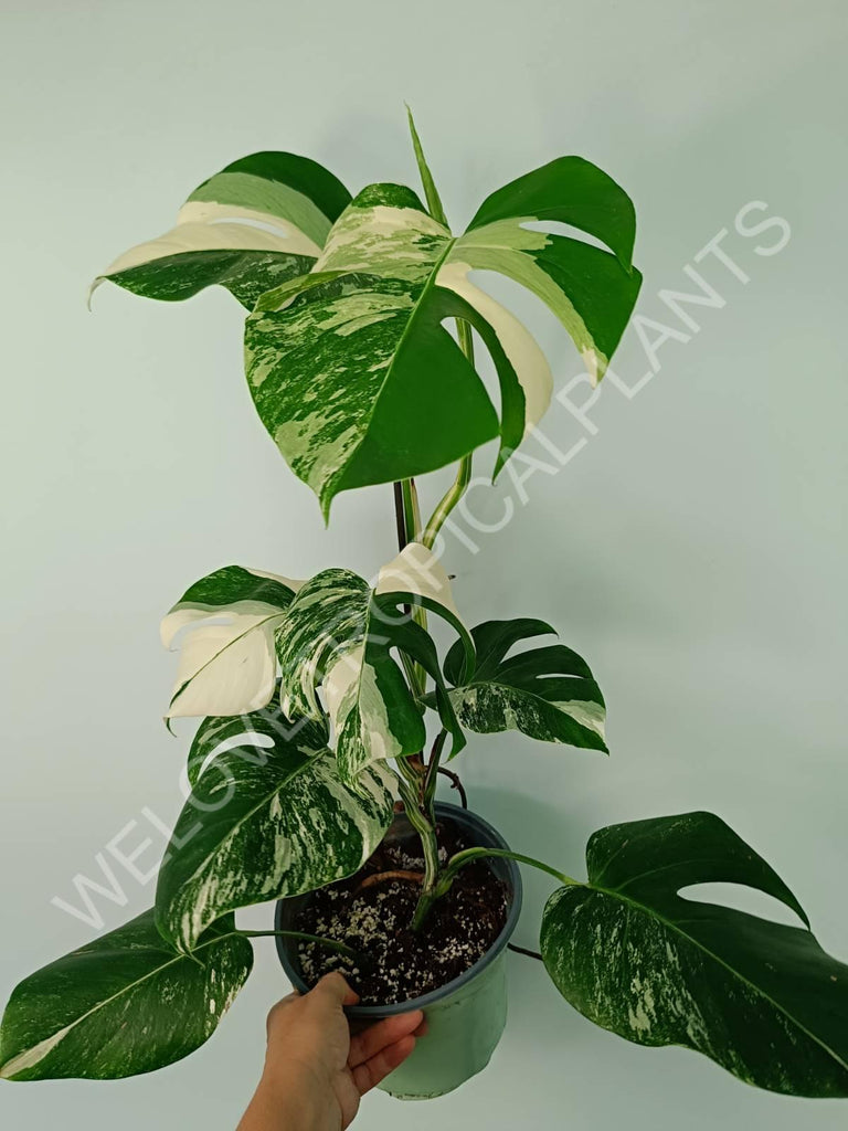 Monstera variegata albo