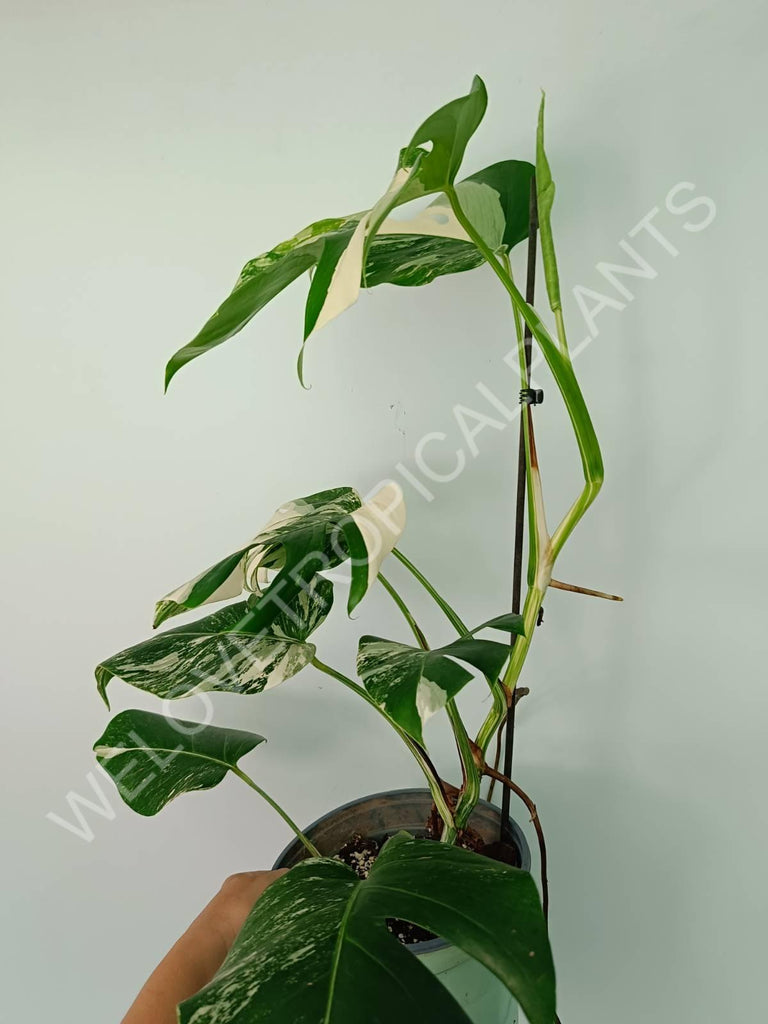 Monstera variegata albo