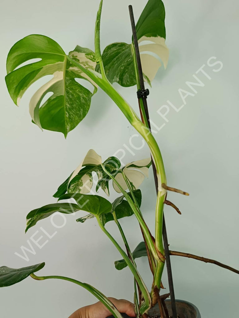 Monstera variegata albo