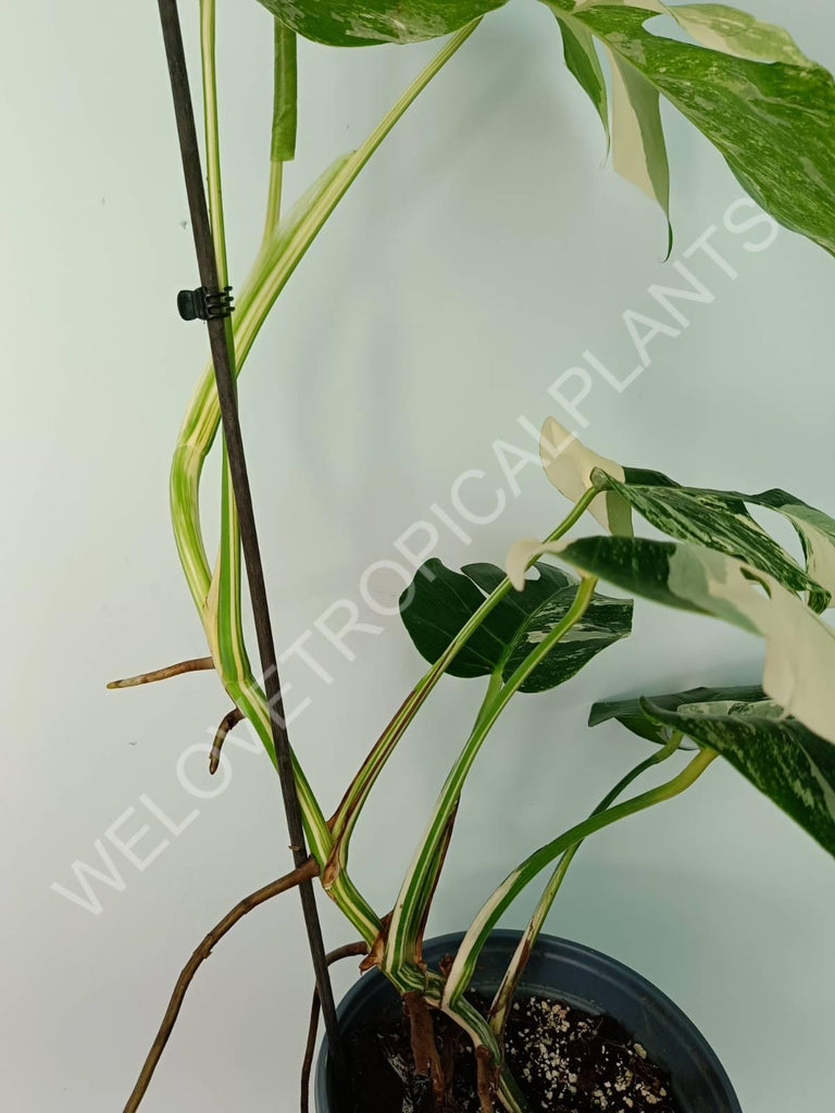 Monstera variegata albo