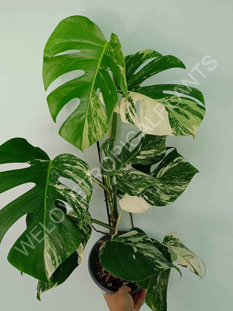 Monstera variegata albo