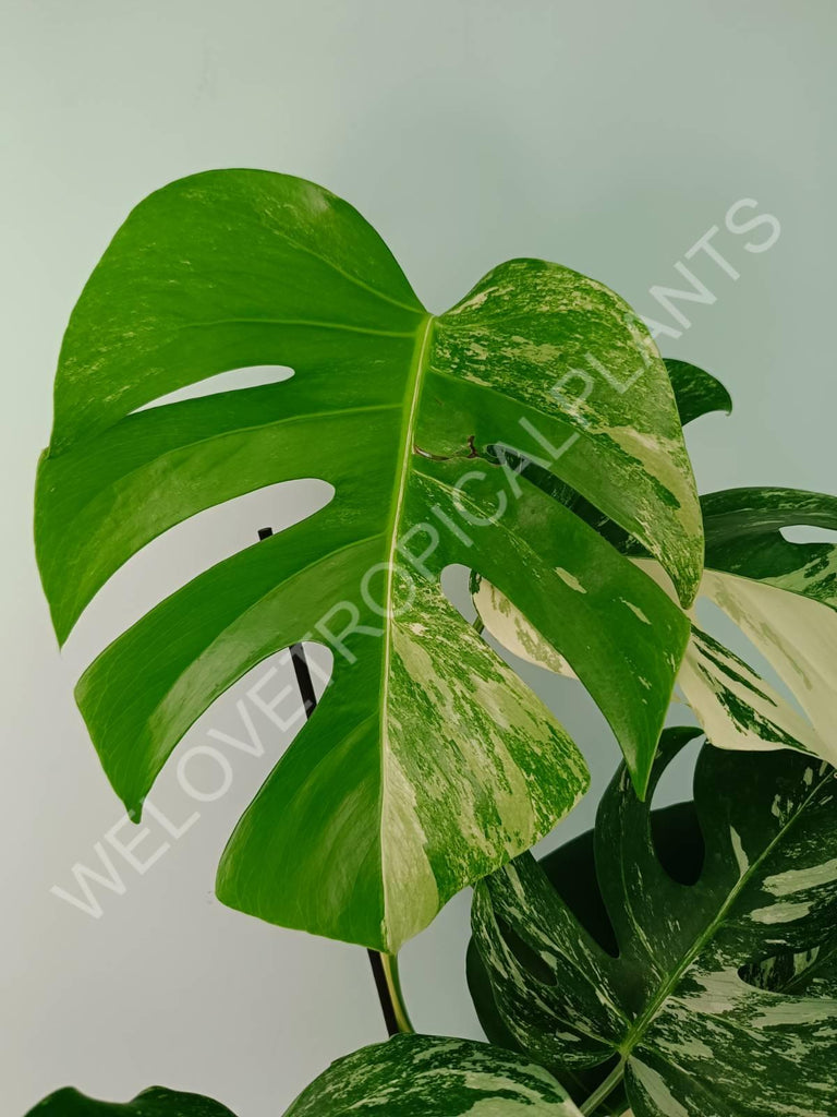 Monstera variegata albo