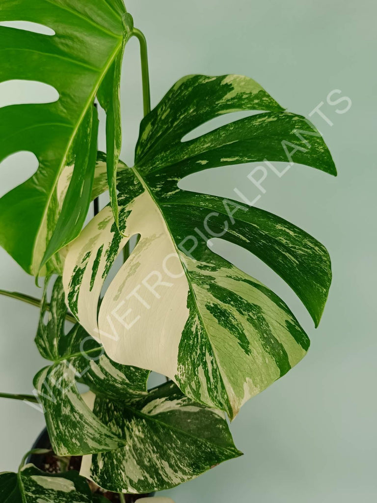 Monstera variegata albo