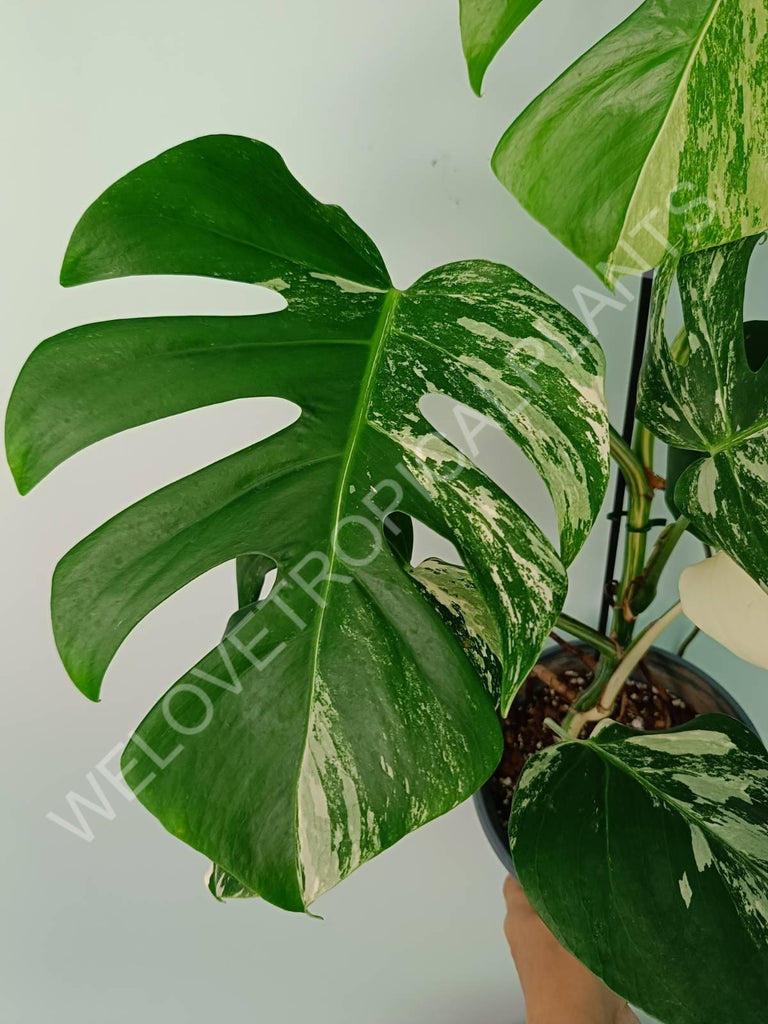 Monstera variegata albo