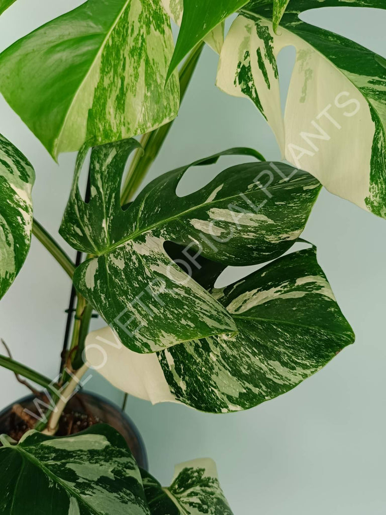 Monstera variegata albo