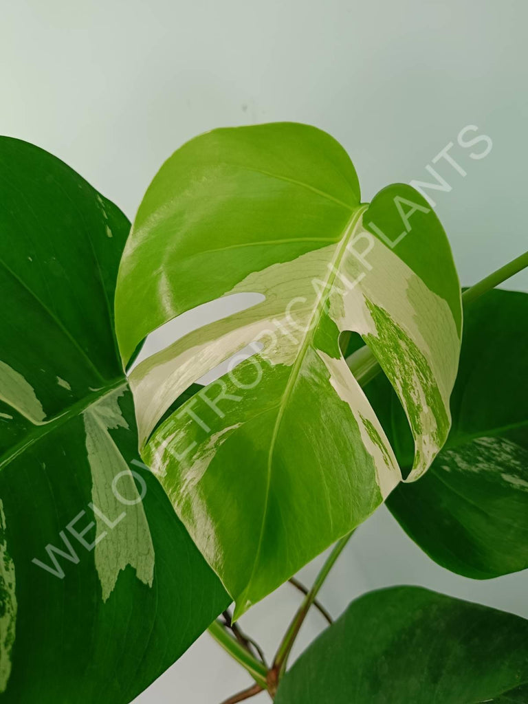 Monstera variegata albo