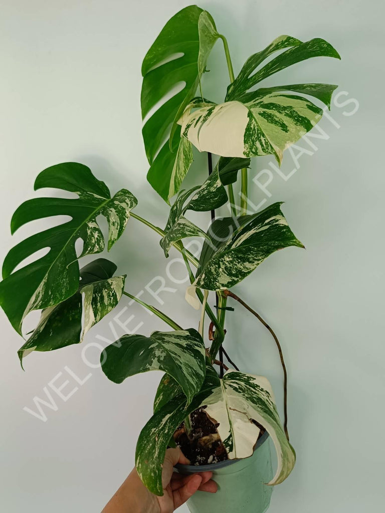 Monstera variegata albo