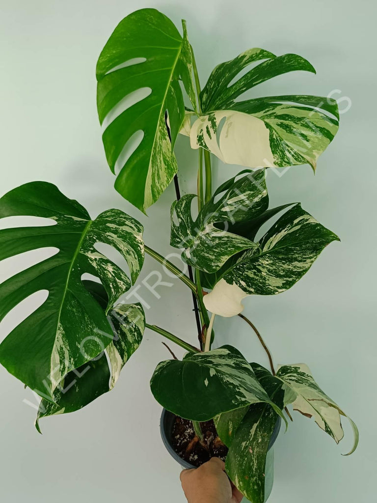 Monstera variegata albo