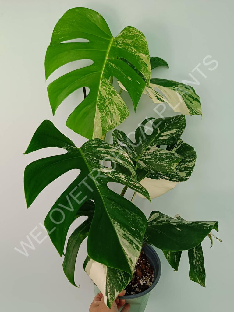 Monstera variegata albo