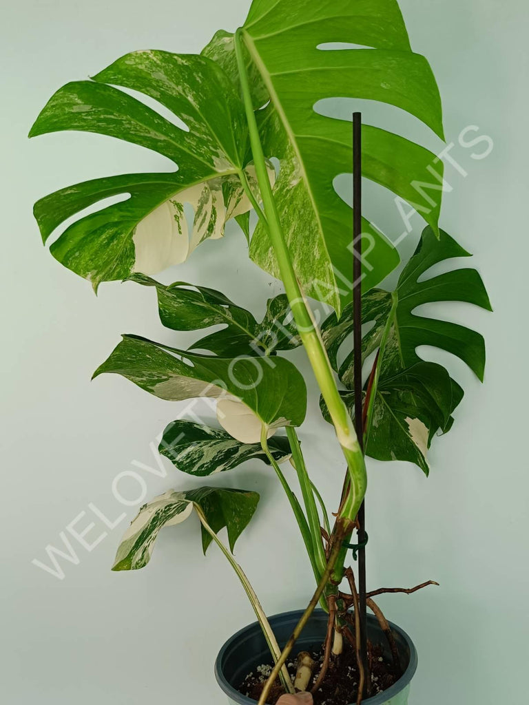 Monstera variegata albo