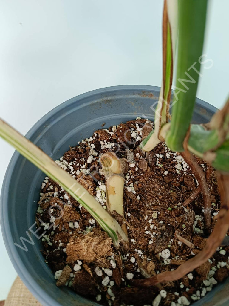 Monstera variegata albo