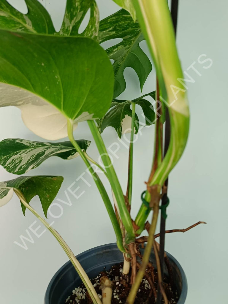 Monstera variegata albo