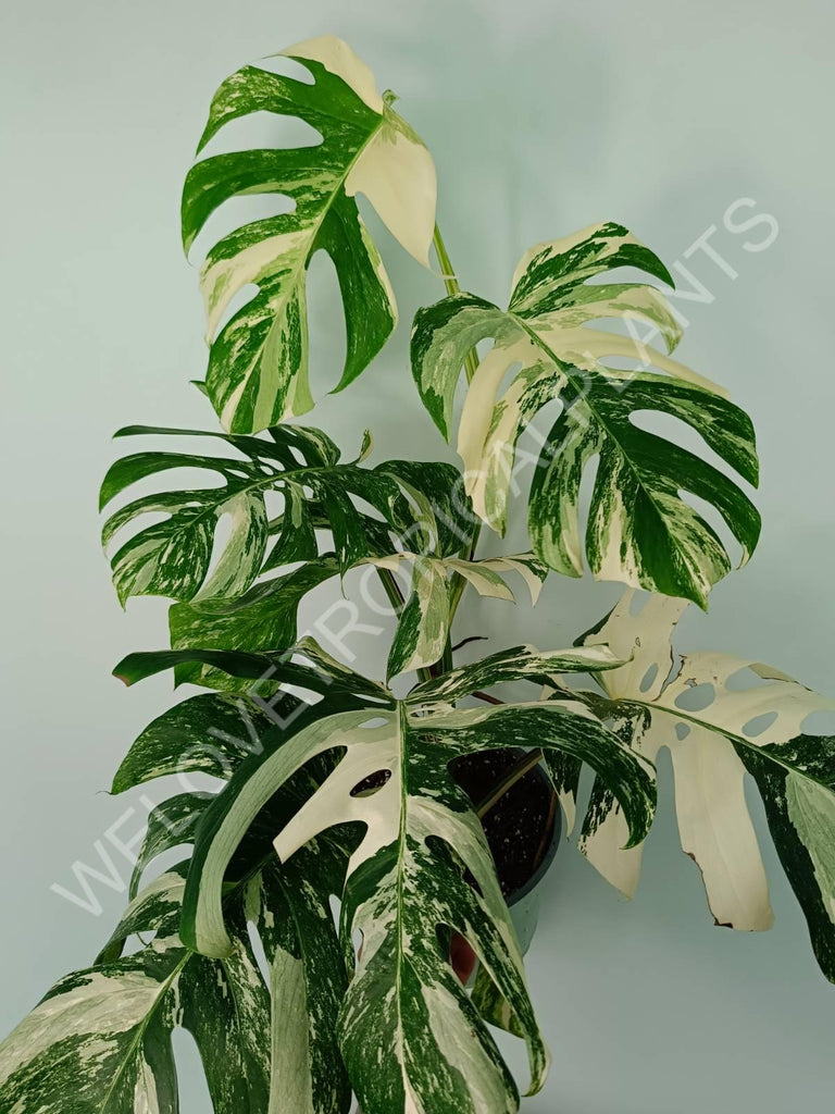 Monstera variegata albo