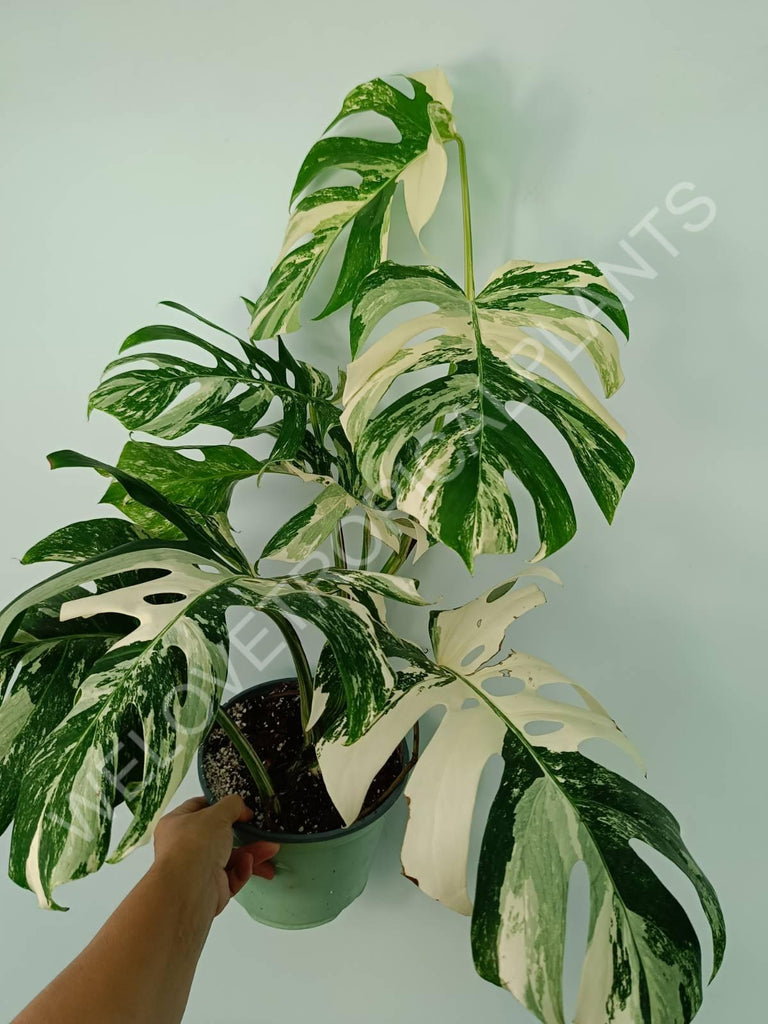 Monstera variegata albo