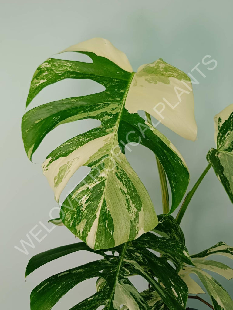 Monstera variegata albo