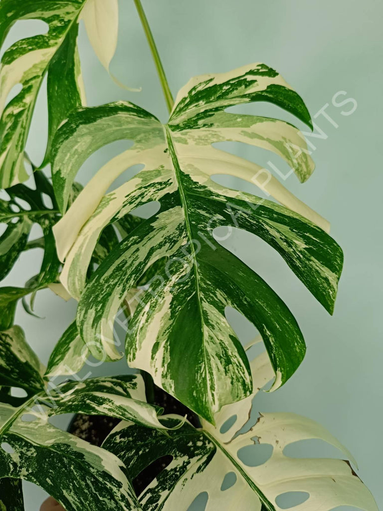 Monstera variegata albo