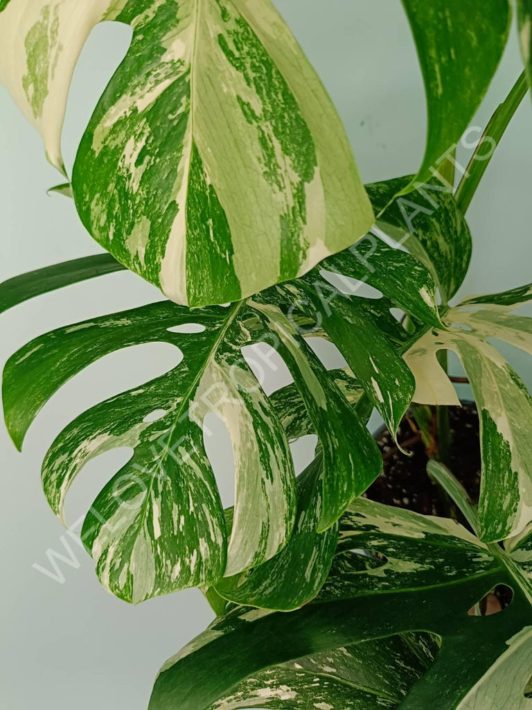 Monstera variegata albo