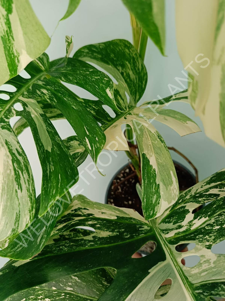 Monstera variegata albo