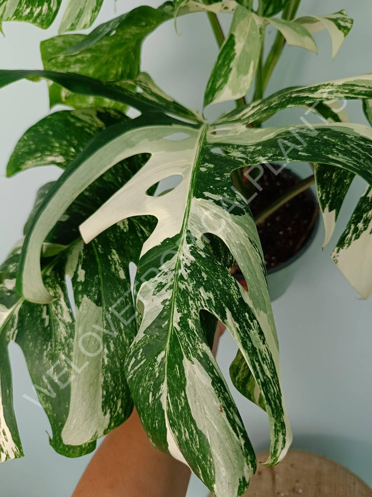 Monstera variegata albo