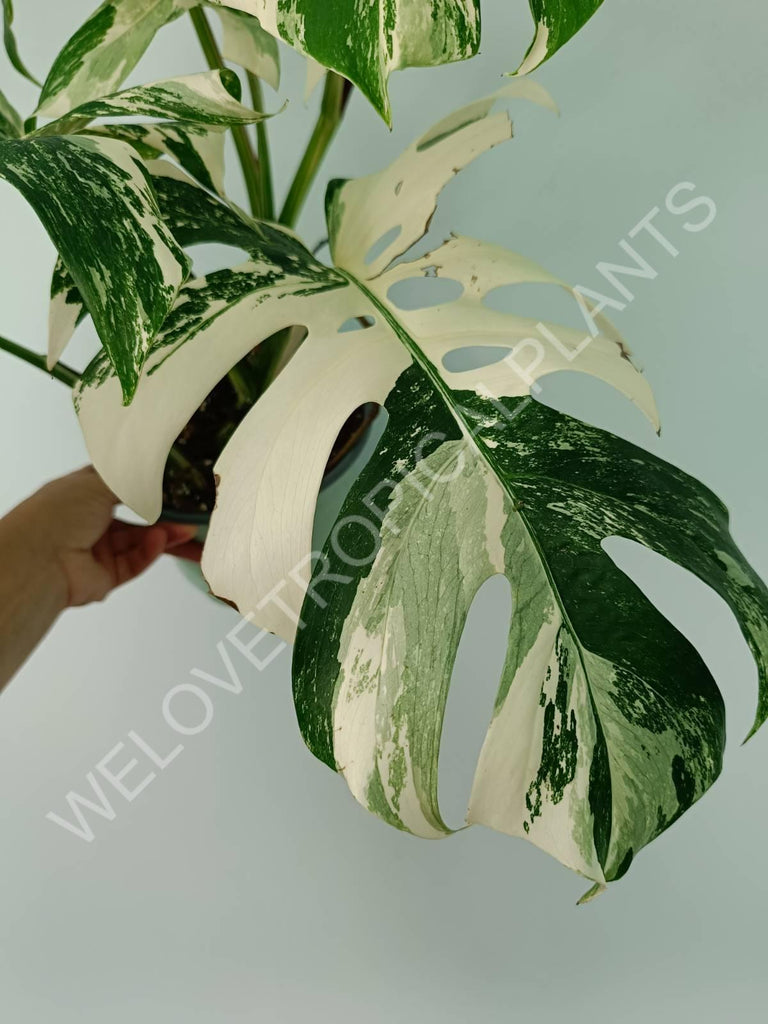 Monstera variegata albo