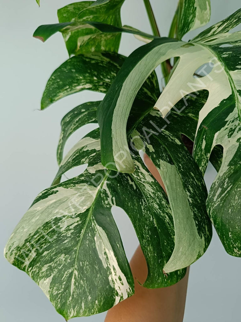 Monstera variegata albo