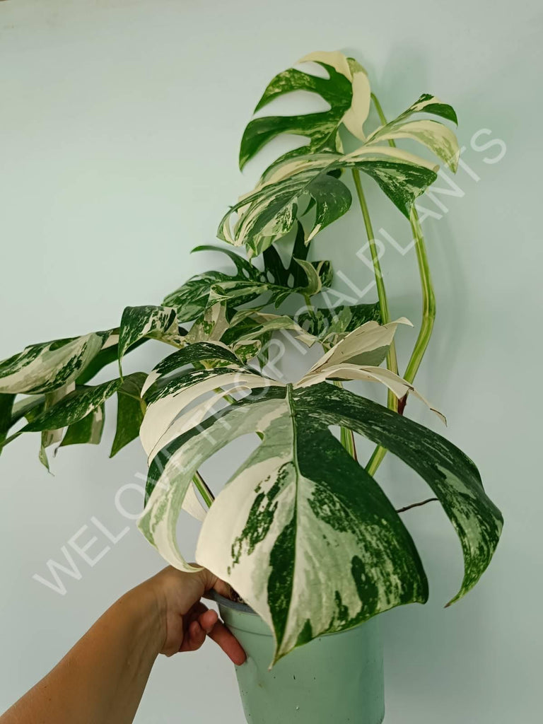 Monstera variegata albo