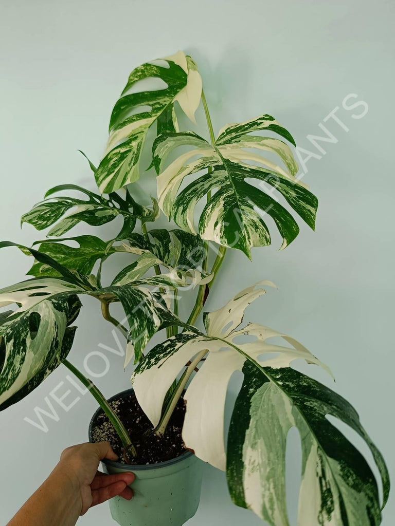 Monstera variegata albo