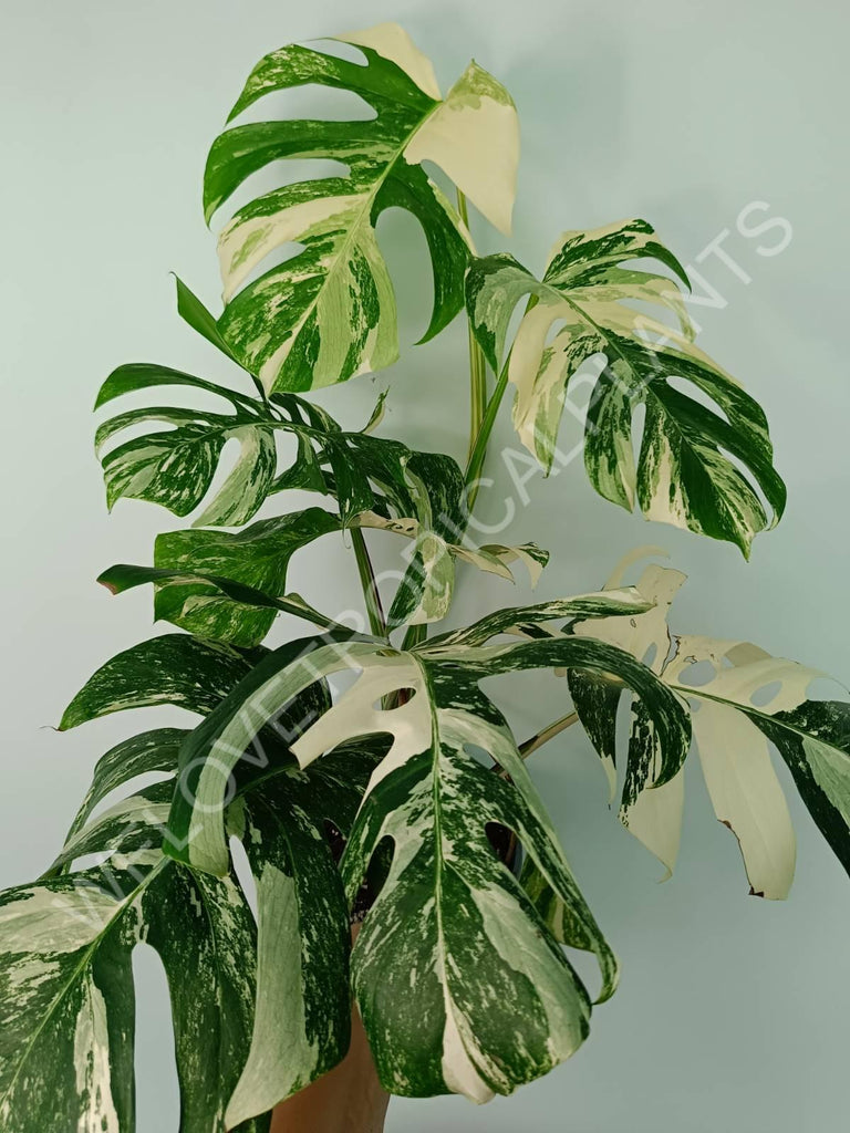 Monstera variegata albo