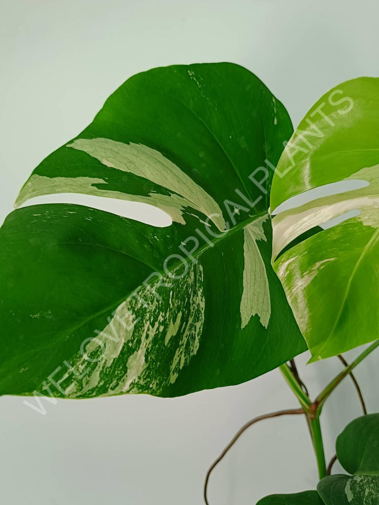 Monstera variegata albo