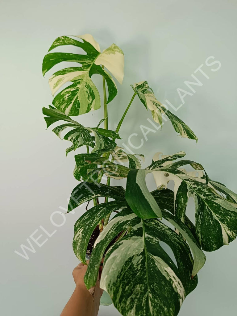 Monstera variegata albo