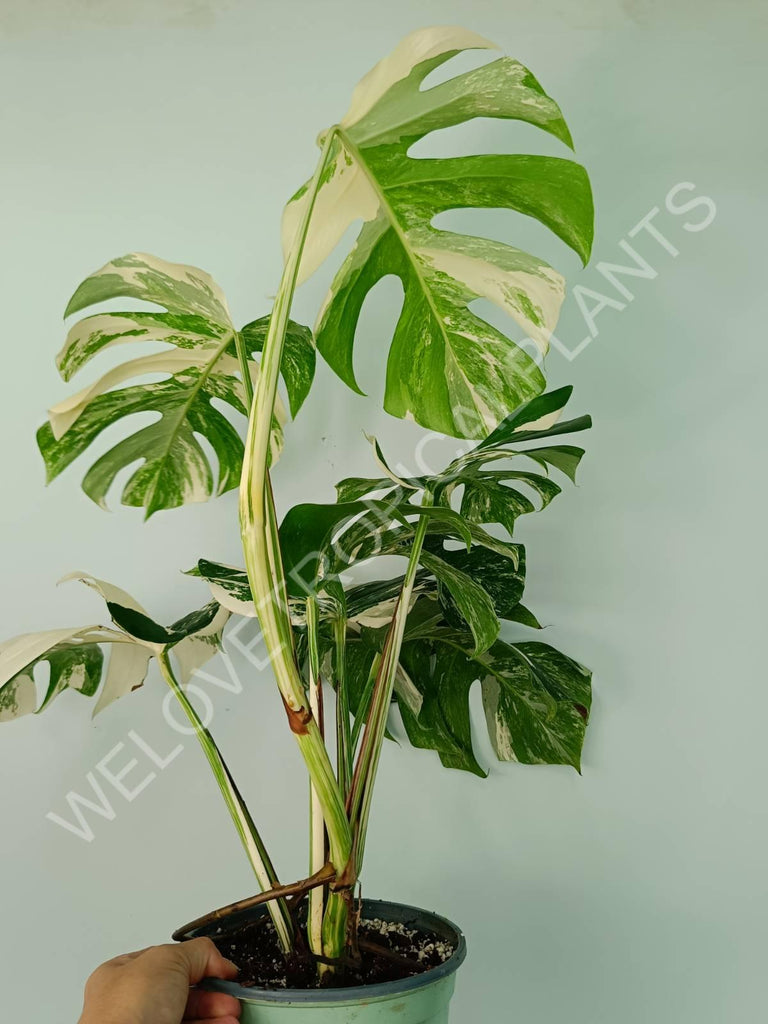 Monstera variegata albo