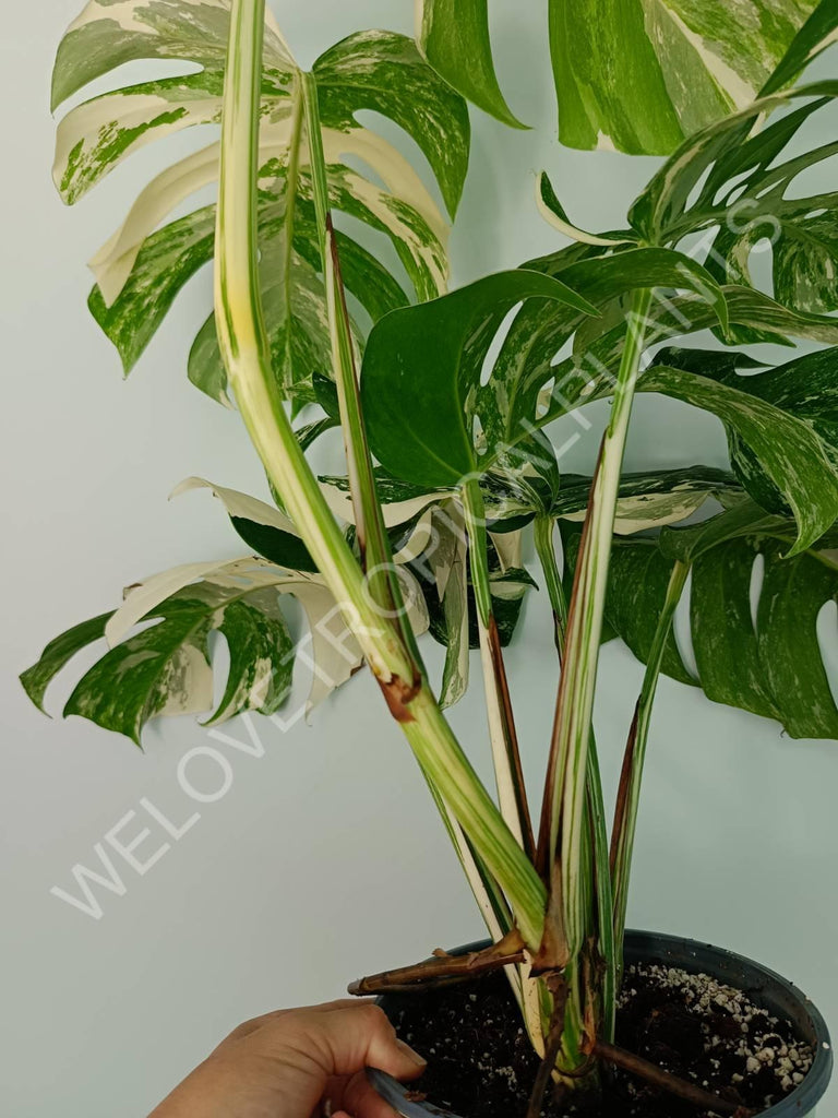 Monstera variegata albo