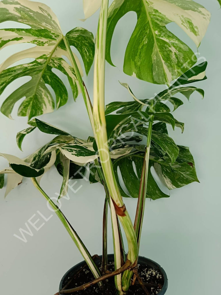 Monstera variegata albo