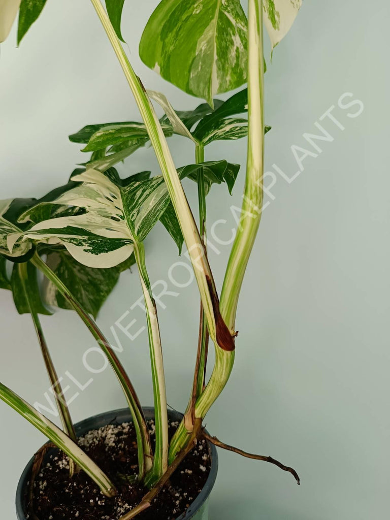 Monstera variegata albo