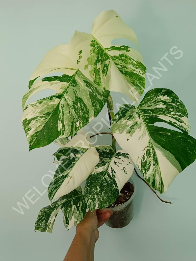 Monstera variegata albo