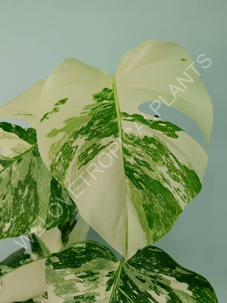 Monstera variegata albo