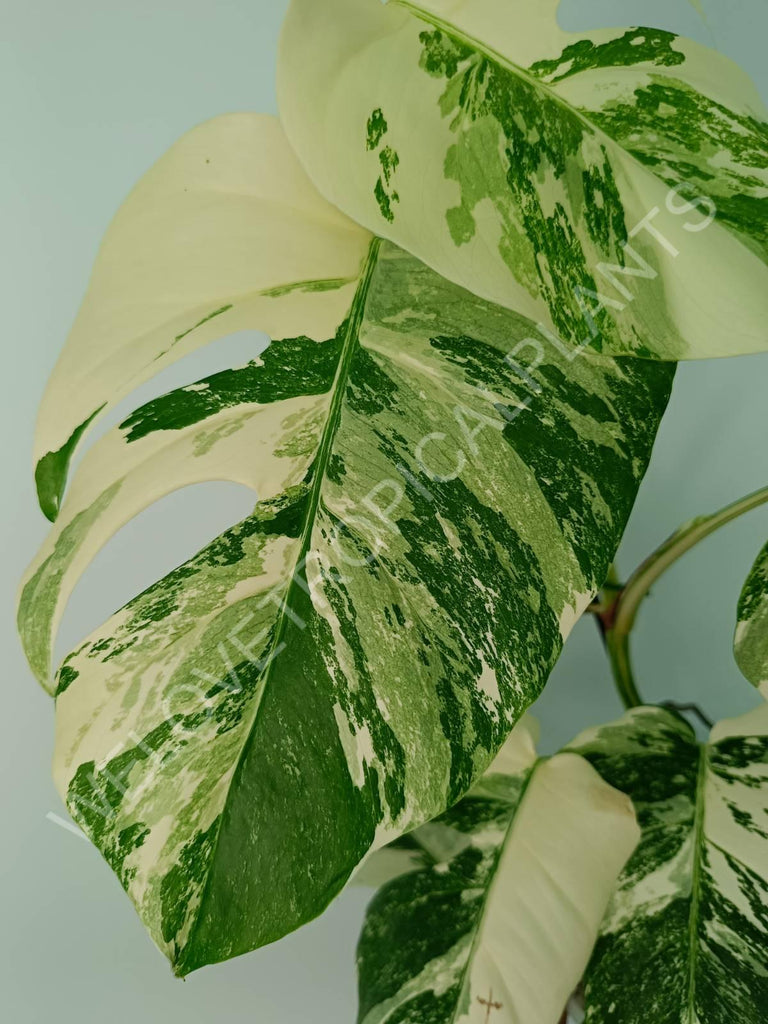 Monstera variegata albo