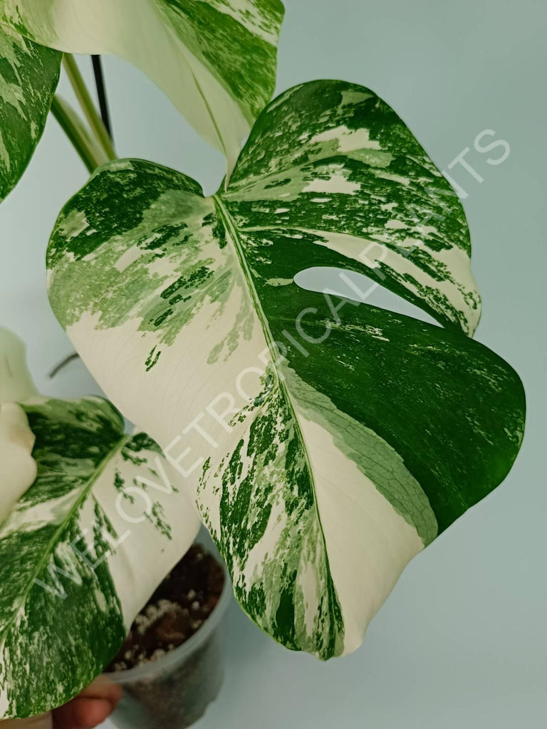 Monstera variegata albo