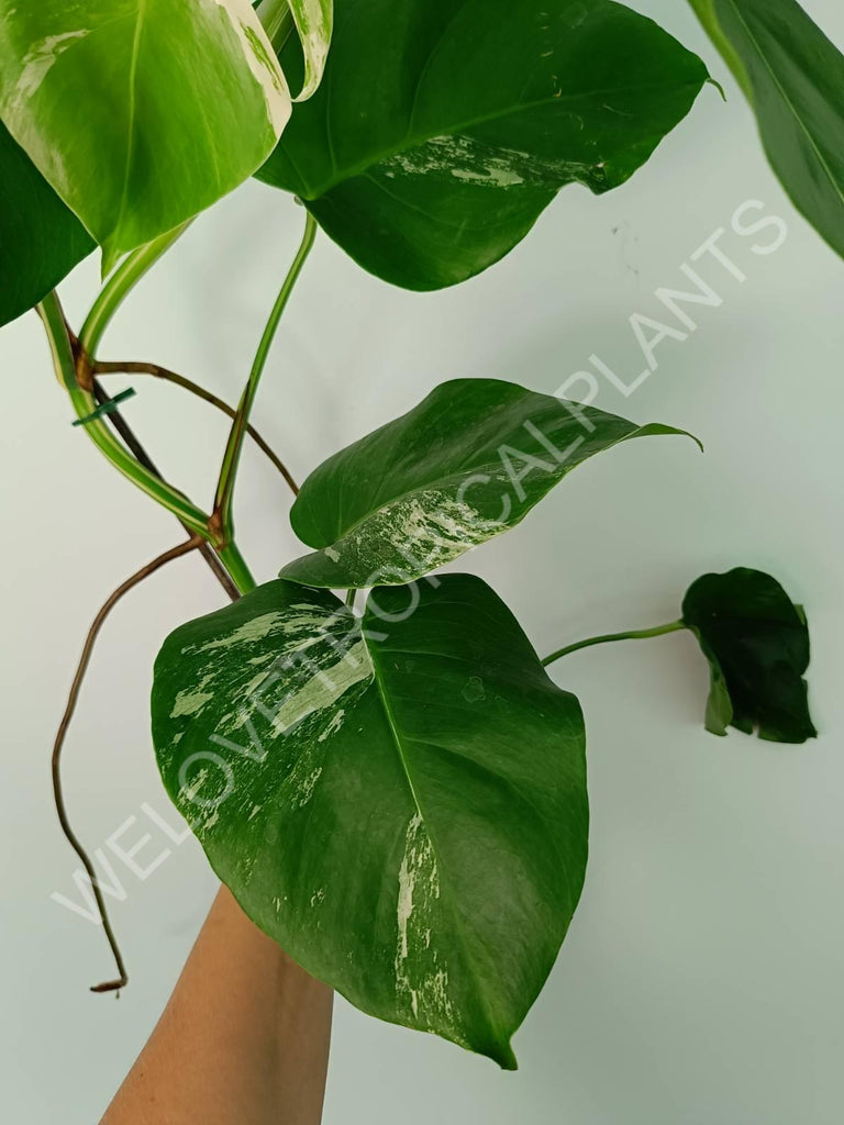 Monstera variegata albo