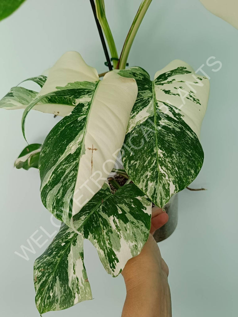 Monstera variegata albo