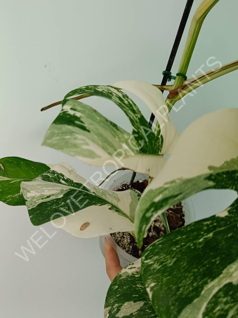 Monstera variegata albo