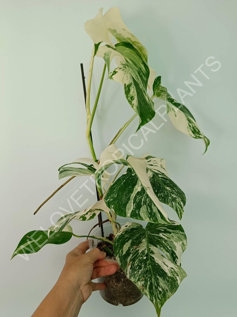 Monstera variegata albo