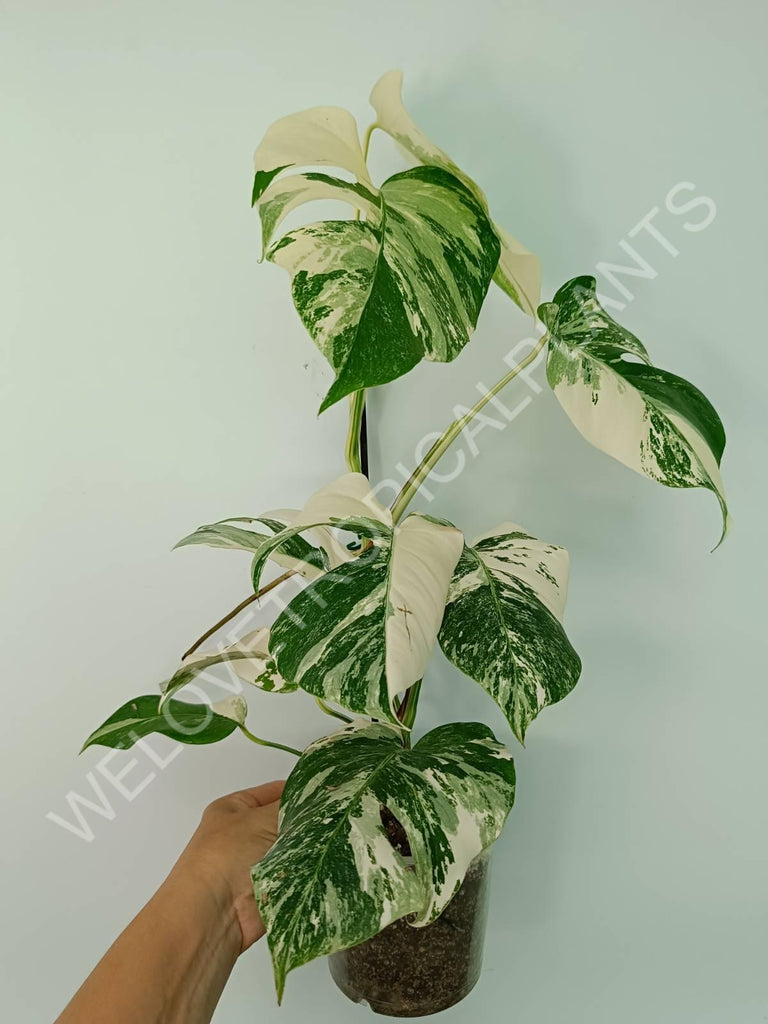 Monstera variegata albo