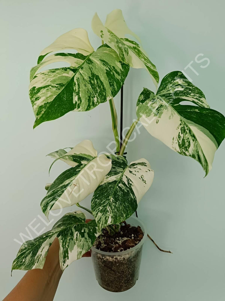 Monstera variegata albo