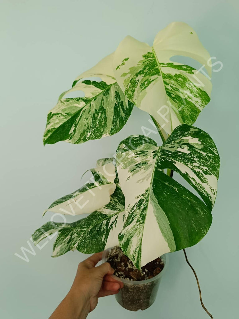 Monstera variegata albo