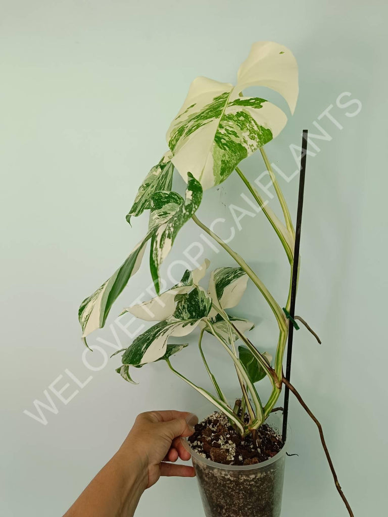 Monstera variegata albo