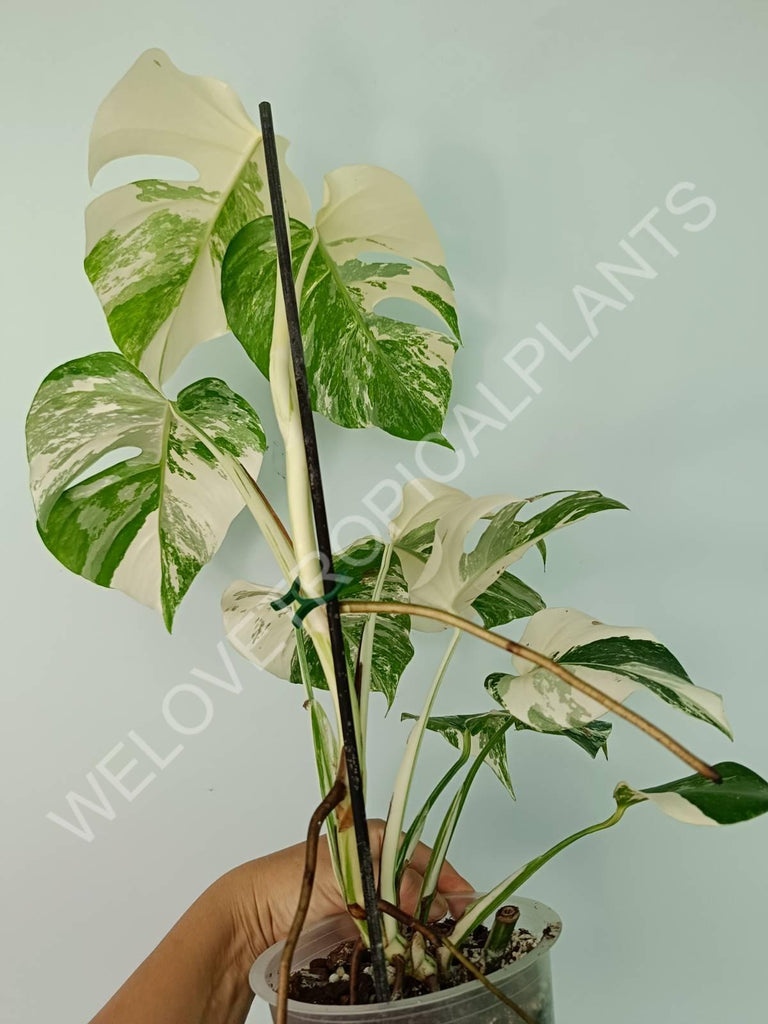 Monstera variegata albo