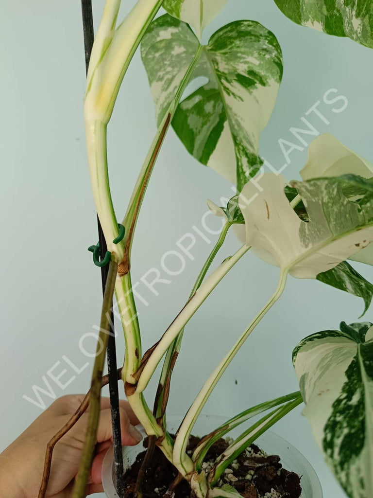 Monstera variegata albo